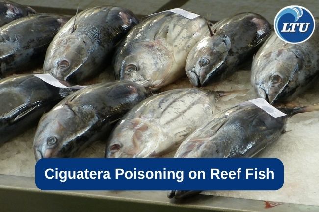 Ciguatera Poisoning on Reef Fish